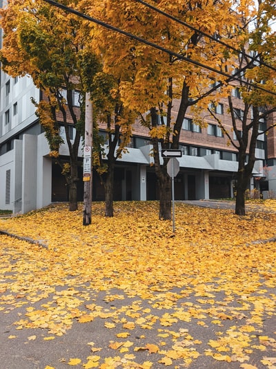 白天白色混凝土建筑物附近地面上的棕色干树叶